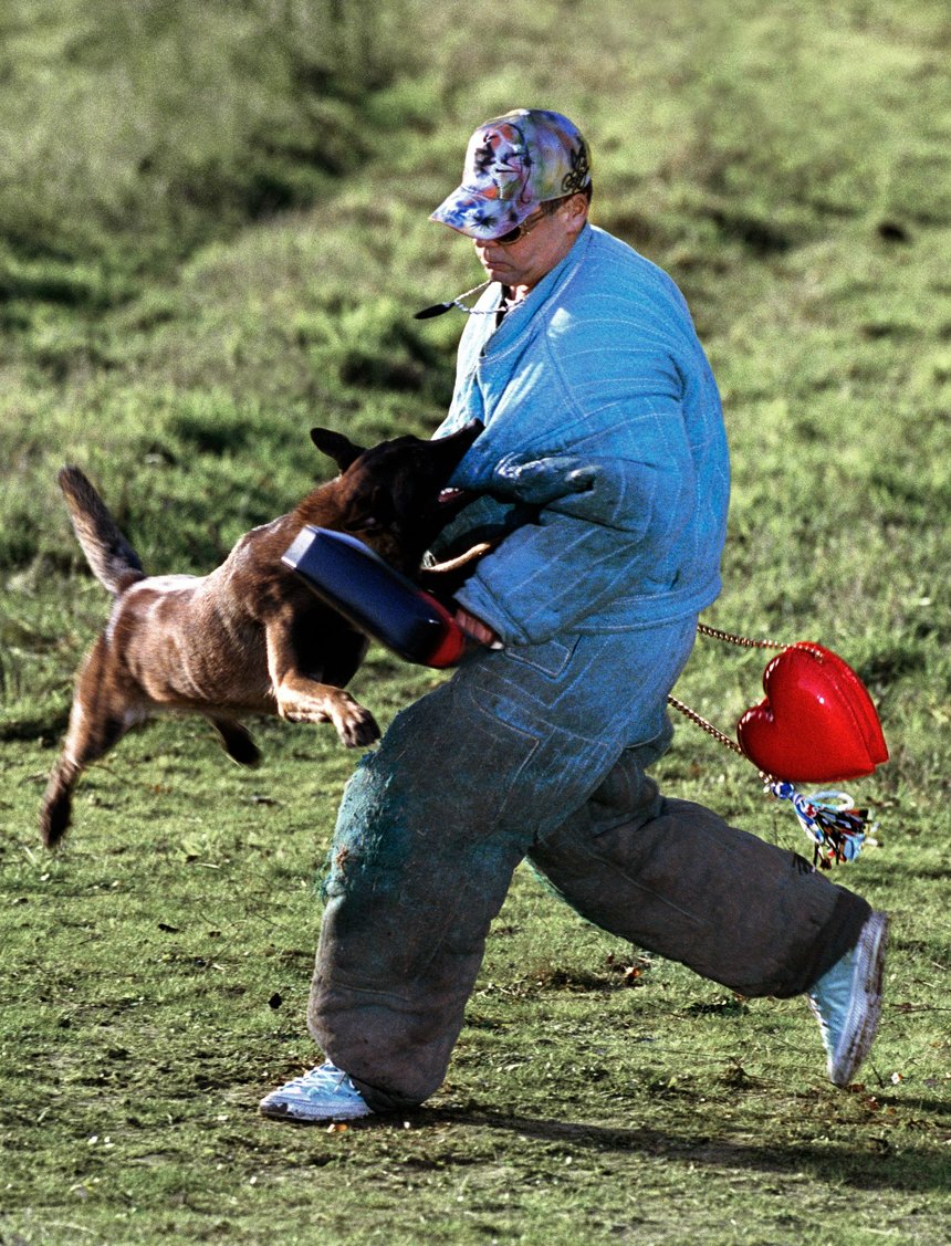 The Face Dog Trainer