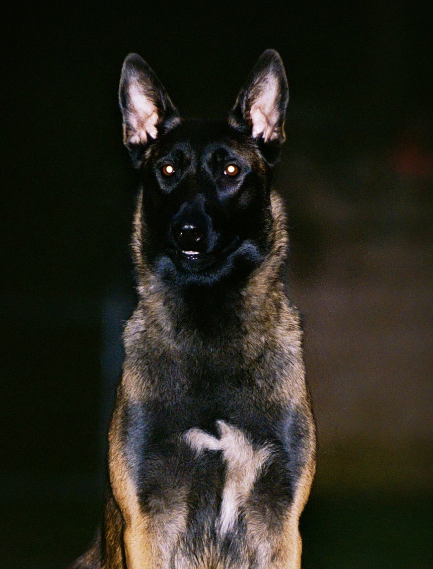 The Face Dog Trainer