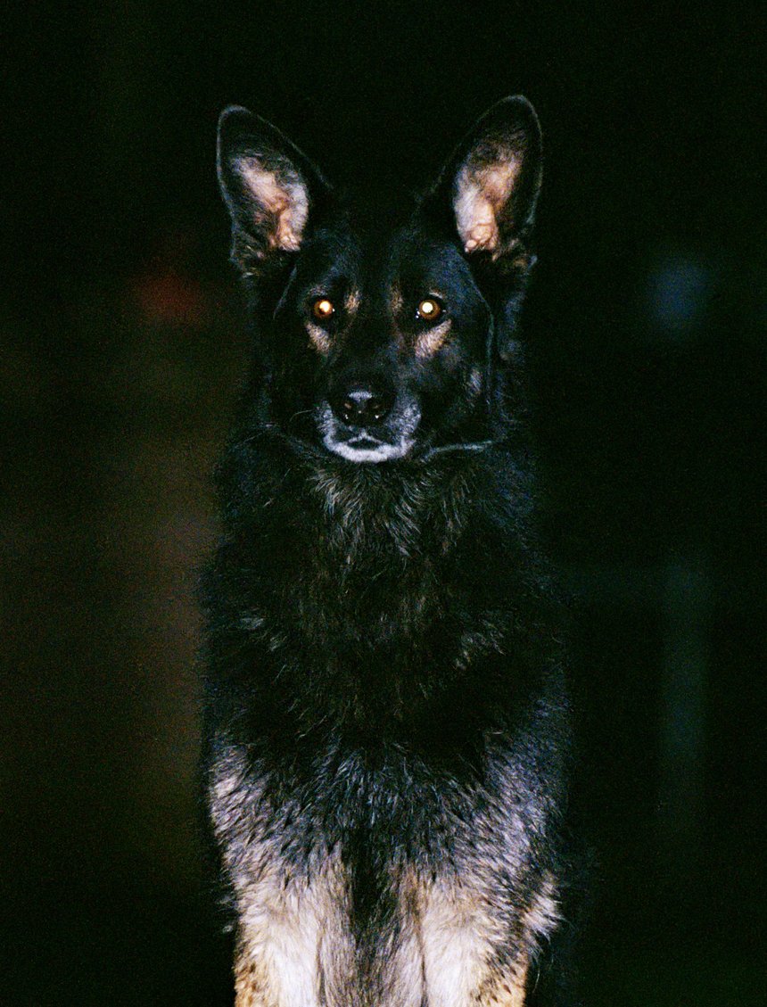 The Face Dog Trainer