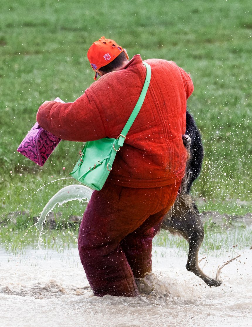 The Face Dog Trainer