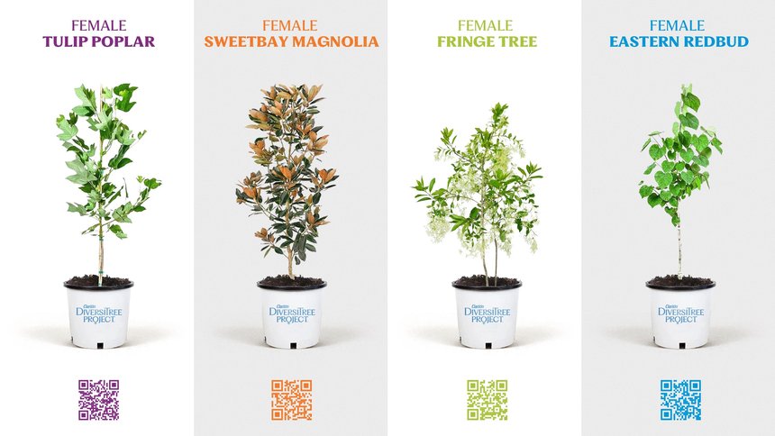 The DiversiTree Project