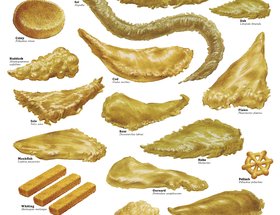 Sea Fish / Country Animals / Birds of Britain